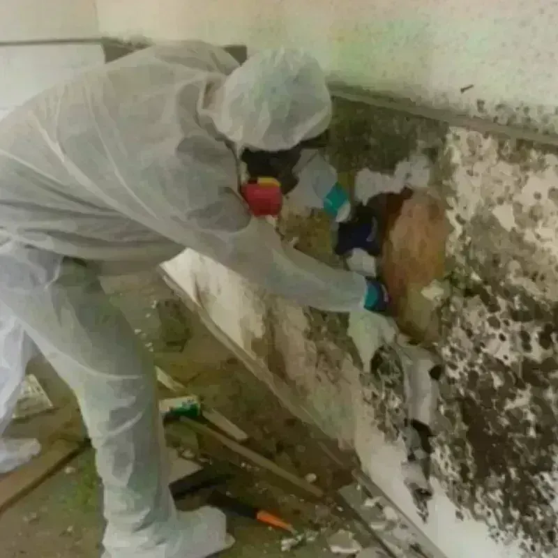 Mold Remediation and Removal in Cobb, CA